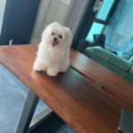 Charmy Kaur Instagram - Anything in life is absolutely impossible without them around ❤️ #internationaldogday