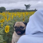 Delna Davis Instagram - Mysuru 🦋 ……. The sunflower 🌻 field …… And My potato 🥔 sparky 🐾 …..
