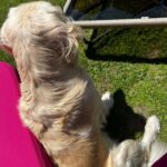Elli AvrRam Instagram – It was a short and sweet love-story between me and Choti💞 Before leaving I named her Annabelle💐

#kashmir #lovestory #elliavrram #yourstruly Kashmir A Heaven On Earth