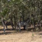 Elli AvrRam Instagram - Safari ride❤️🇿🇼 #bliss #sweet #safari #ride #thankyou #zimbabwe #africa #love #motherearth #elliavrram #yourstruly Zimbabwe, Africa