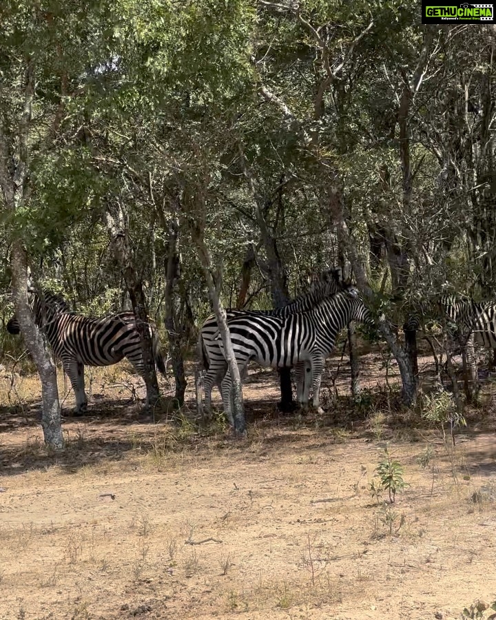 Elli AvrRam Instagram - Safari ride❤️🇿🇼 #bliss #sweet #safari #ride #thankyou #zimbabwe #africa #love #motherearth #elliavrram #yourstruly Zimbabwe, Africa