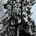 Elli AvrRam Instagram - Happy I got to see a bit of Snow this time back home in Sweden💙 And WOW look at this TREE!😲🧿🔱 Do you see what it is??? So cool… #forest #walk #snow #sweden #stockholm #hometown #familytime #elliavrram #yourstruly Stockholm, Sweden