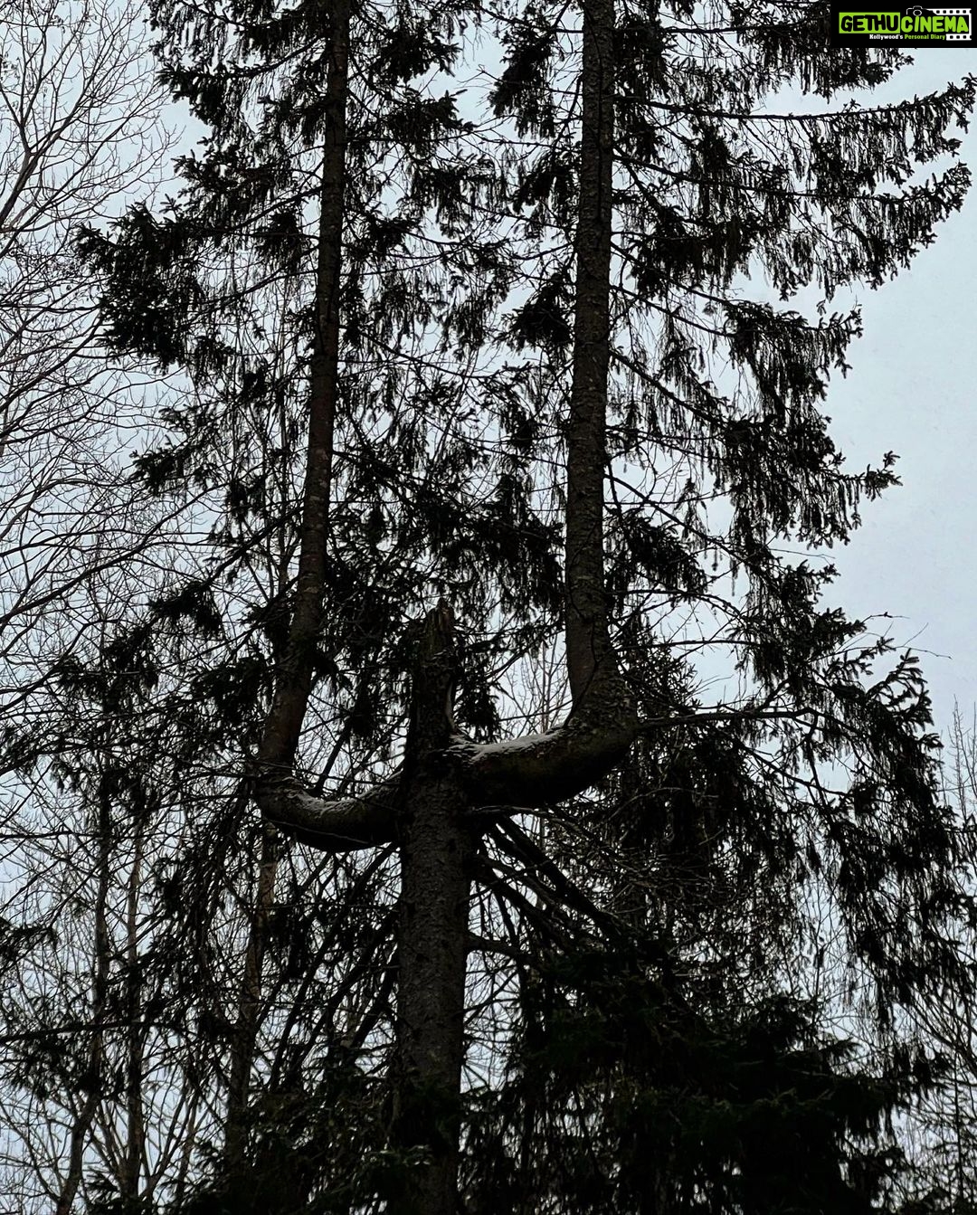 Elli AvrRam Instagram - Happy I got to see a bit of Snow this time back home in Sweden💙 And WOW look at this TREE!😲🧿🔱 Do you see what it is??? So cool… #forest #walk #snow #sweden #stockholm #hometown #familytime #elliavrram #yourstruly Stockholm, Sweden