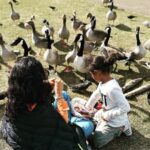 Gul Panag Instagram – What the duck?

When pigeons start flocking instead of ducks. But the ducks DO follow suit. And how.