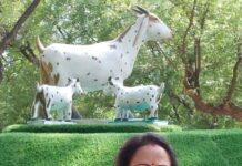 Hema Malini Instagram - I visited the Central Institute For Research on Goats in Mathura today. I was Chief Guest at the valedictory function of the Centenary National Goat Farming Training Program by the Institute. Saw the entire scientific process and the various products made from goat milk developed at CIRG and showcased at Technical Information Centre (TIC). It is an initiative by our PM to provide additional income to small farmers @bjp4mathura #cheifguest #centralinstituteforresearchongoats #mathura #centenarynationalgoatfarming #cirg