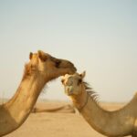 Ivana Instagram - 🪘🐪🏜️ #desertsafari#abudhabi