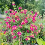 Janani Ashok Kumar Instagram – 🌱🪻🌻 Interlaken, Switzerland