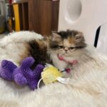 Jasmin Bhasin Instagram – Welcoming new baby  to family “Kylie”❤️
#catsofinstagram #cats #calico 

📸 @alygoni

Cat @hyggekennels_