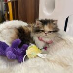 Jasmin Bhasin Instagram - Welcoming new baby to family “Kylie”❤️ #catsofinstagram #cats #calico 📸 @alygoni Cat @hyggekennels_