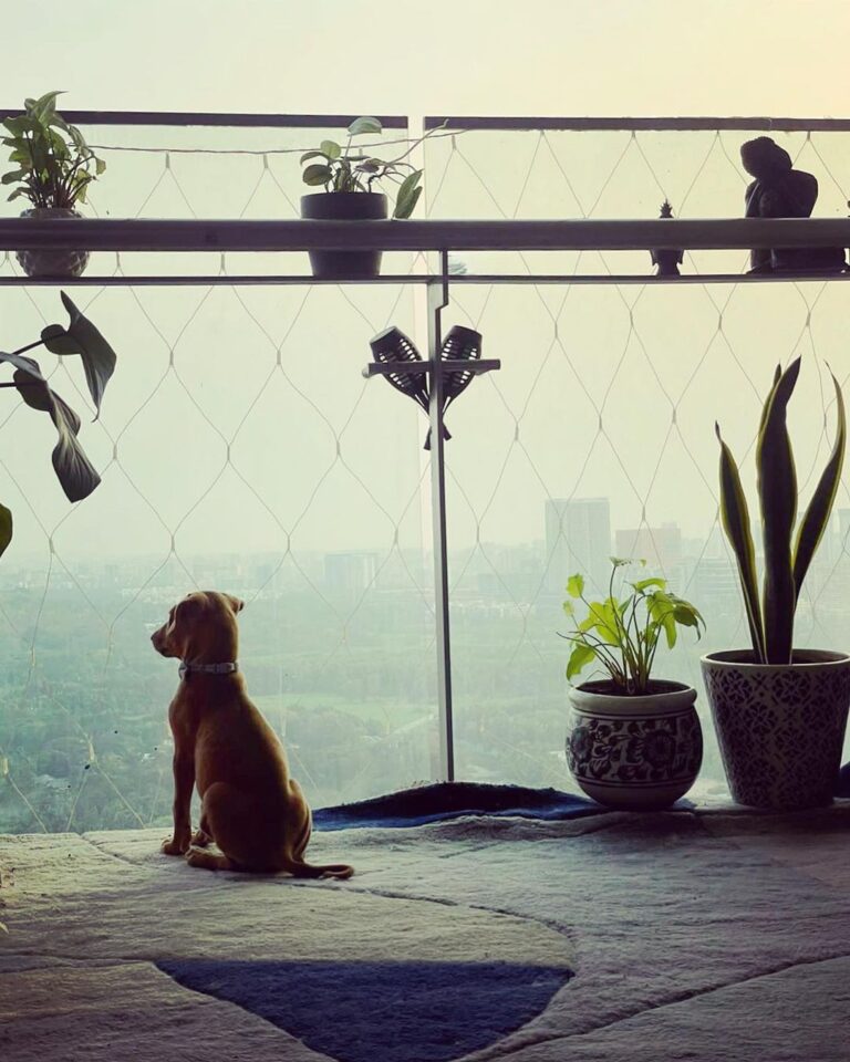 Jennifer Winget Instagram - Winget’s newest Wingman!🪽 Say hello to Oliver, my handsome, little, green-eyed Indie.🐾