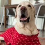 Jennifer Winget Instagram - Breezer, we loved you for your entire life, now we will love and miss you for all of our’s. Thank you for being my bestest friend, my partner, my confidant, my heart… my home. Thank You! ❤️🐾