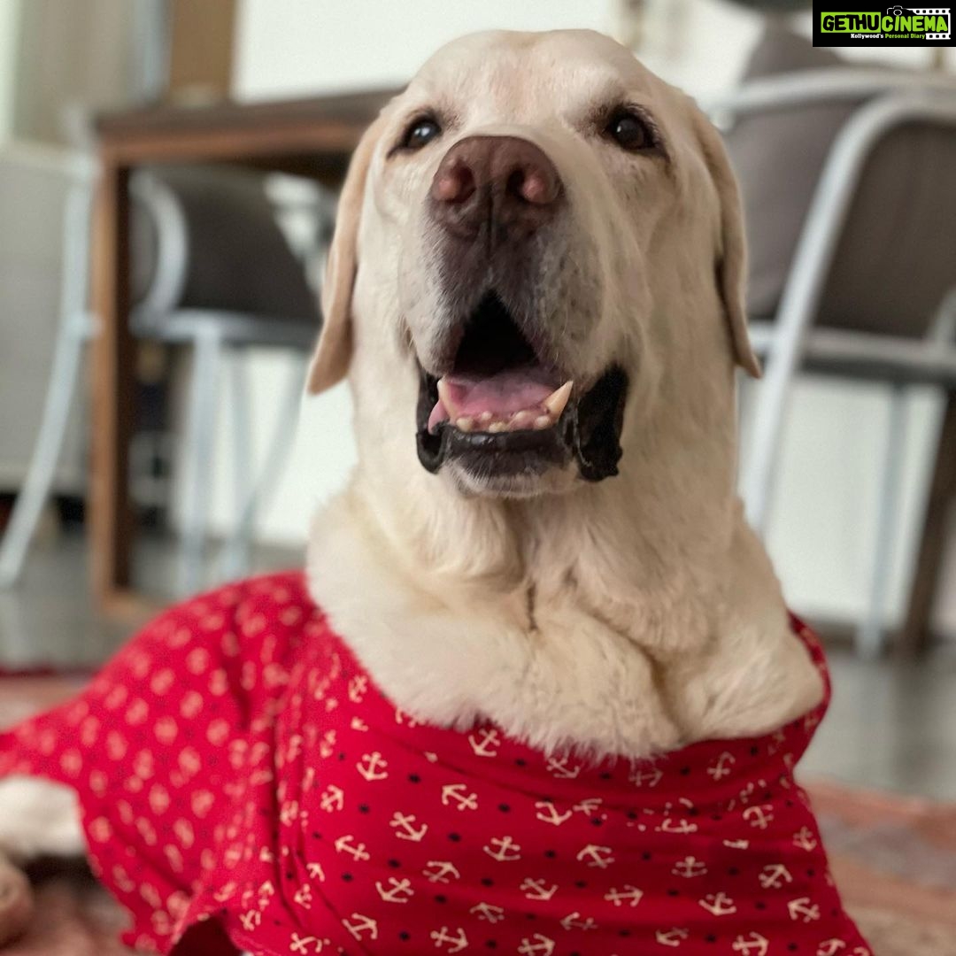 Jennifer Winget Instagram - Breezer, we loved you for your entire life, now we will love and miss you for all of our’s. Thank you for being my bestest friend, my partner, my confidant, my heart… my home. Thank You! ❤️🐾