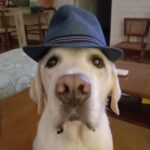 Jennifer Winget Instagram - Breezer, we loved you for your entire life, now we will love and miss you for all of our’s. Thank you for being my bestest friend, my partner, my confidant, my heart… my home. Thank You! ❤️🐾