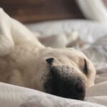 Jennifer Winget Instagram - Breezer, we loved you for your entire life, now we will love and miss you for all of our’s. Thank you for being my bestest friend, my partner, my confidant, my heart… my home. Thank You! ❤️🐾