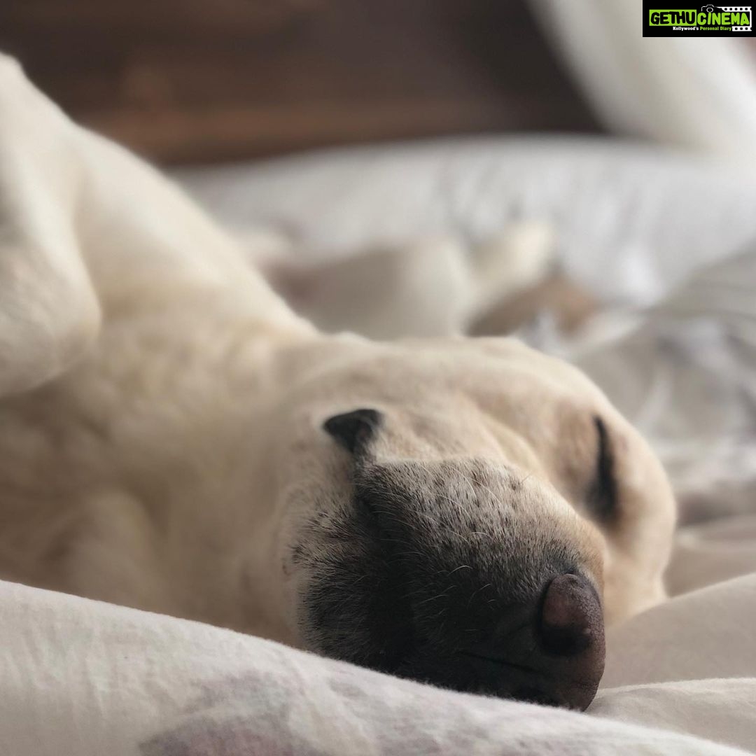 Jennifer Winget Instagram - Breezer, we loved you for your entire life, now we will love and miss you for all of our’s. Thank you for being my bestest friend, my partner, my confidant, my heart… my home. Thank You! ❤️🐾