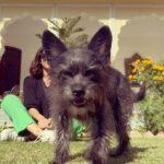 Jennifer Winget Instagram - A little hello to start off your day from me and @desidoggykali 🐾 #furryfriendsforlife#sunnydays#happydays😊☀️