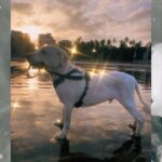Jennifer Winget Instagram - ❤️🐾🙏🏻