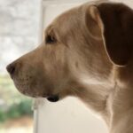 Jennifer Winget Instagram - Breezer, we loved you for your entire life, now we will love and miss you for all of our’s. Thank you for being my bestest friend, my partner, my confidant, my heart… my home. Thank You! ❤️🐾