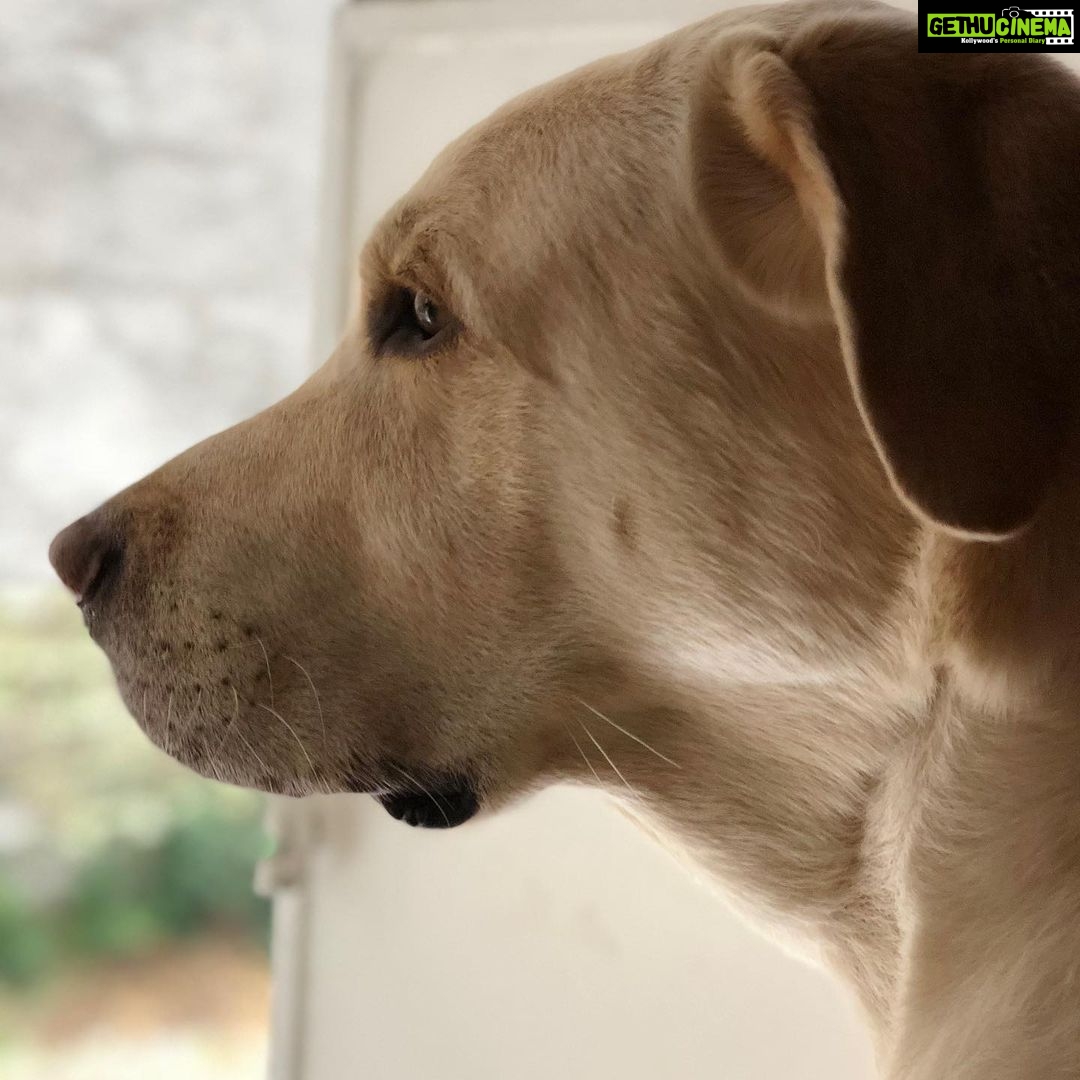 Jennifer Winget Instagram - Breezer, we loved you for your entire life, now we will love and miss you for all of our’s. Thank you for being my bestest friend, my partner, my confidant, my heart… my home. Thank You! ❤️🐾