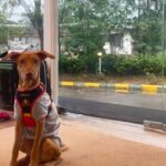 Jennifer Winget Instagram - Two girls👭, A guy🧍‍♂️And …A dog 🐕 …Also a car🚙 …Some rain🌳🌧️ …Few pitstops enroute🍟🍔🌽 …And well, yes, a pizza place!🍕🍽️ #theweekendthatwas