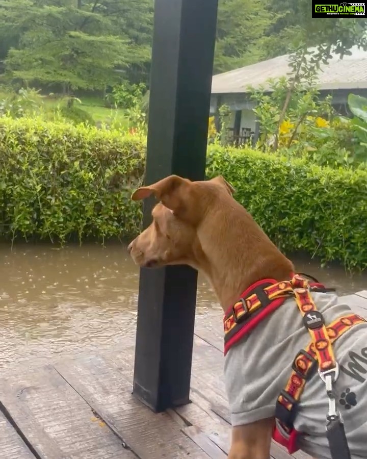 Jennifer Winget Instagram - Two girls👭, A guy🧍‍♂️And …A dog 🐕 …Also a car🚙 …Some rain🌳🌧️ …Few pitstops enroute🍟🍔🌽 …And well, yes, a pizza place!🍕🍽️ #theweekendthatwas