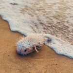 Joy Crizildaa Instagram – Morning… ⛅️ 

Spotted  puffer fish 🐠 

#morningvibes #sundayvibes #sunday