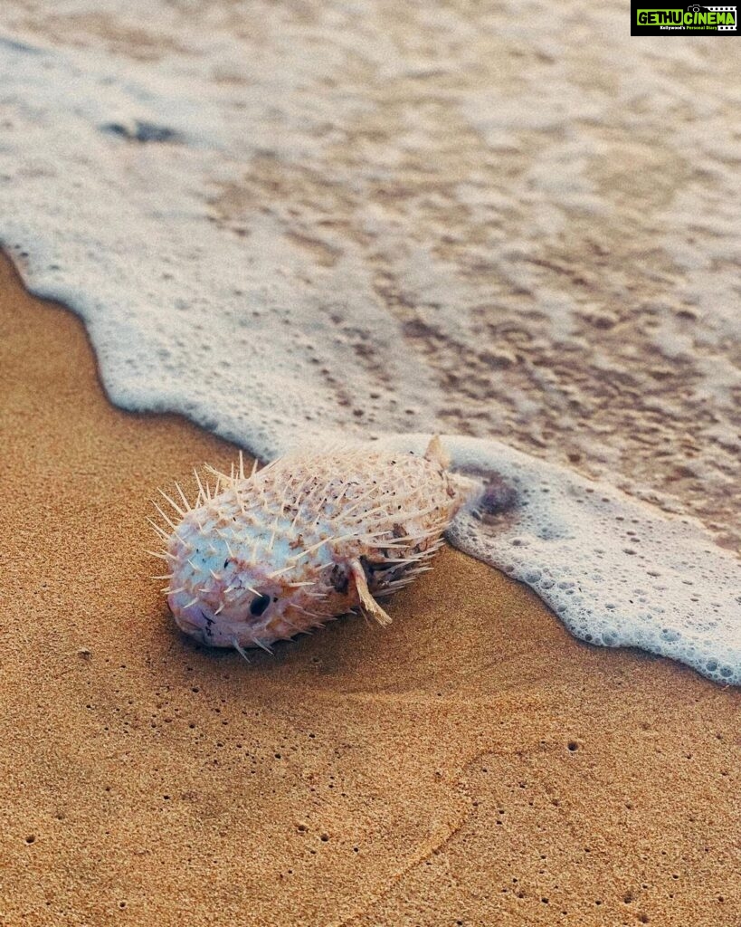 Joy Crizildaa Instagram - Morning… ⛅️ Spotted puffer fish 🐠 #morningvibes #sundayvibes #sunday