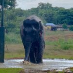 Joy Crizildaa Instagram - 🐘 #elephantlove