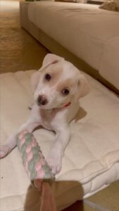 Jyothika Instagram - Thank you @yodamumbai for giving us the biggest joy in the smallest parcel - our little KOBE❤️🐾

Always choose to adopt !
