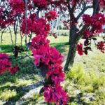 Kashish Singh Instagram - Just a moment between moments 🌺 #naturelovers #naturephotography #flowerstagram #yolo #bellavitakashish 🌺