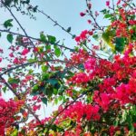 Kashish Singh Instagram - it takes grace to remain kind in cruel situations🙏🏻 #blessedbeyondmeasure #flowerstagram #thanksgod #bellavitakashish 🌺🌺 Rishikesh ऋषिकेश