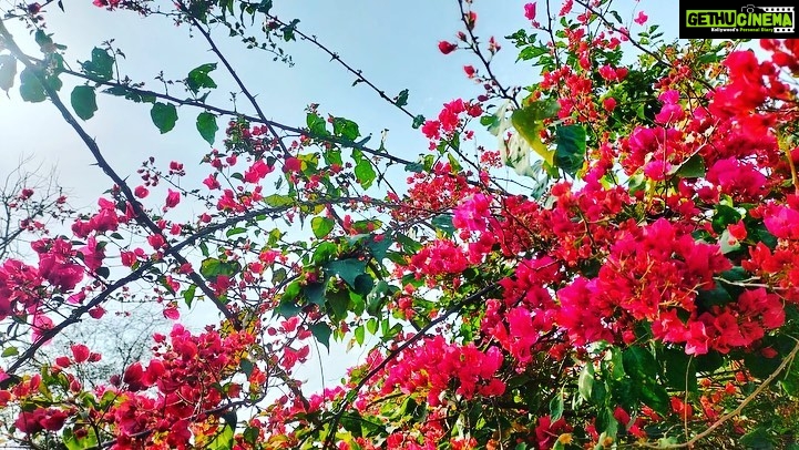 Kashish Singh Instagram - it takes grace to remain kind in cruel situations🙏🏻 #blessedbeyondmeasure #flowerstagram #thanksgod #bellavitakashish 🌺🌺 Rishikesh ऋषिकेश