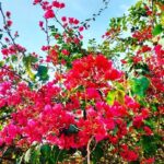 Kashish Singh Instagram – it takes grace to remain kind in cruel situations🙏🏻 #blessedbeyondmeasure #flowerstagram #thanksgod #bellavitakashish 🌺🌺 Rishikesh ऋषिकेश