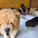 Kavita Kaushik Instagram – Now these are whom I call friends β€οΈ Grateful forever for this Heaven where animals aren’t caged , each life is cared for and its play o clock always π₯° π #farmlife #shivaaz #lovelanguage #where #animals #are #valued #God #resides #there