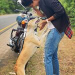 Keerthi Pandian Instagram - Doggo : Hey hey I love you!!! Doggo : okay, let’s pose now! This fellow came out of nowhere when I stopped for a break in the middle of nowhere. Showered some unconditional love and disappeared ♥️ Changing my mood from complete blankness to only love. Animals are just EVERYTHING ♥️ #doggo #love