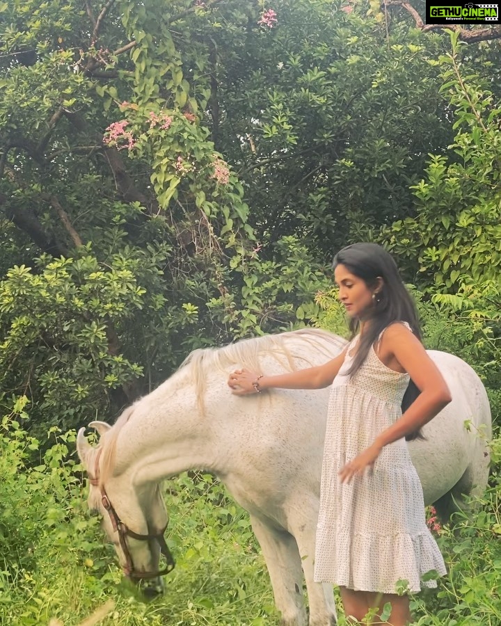 Keerthi Pandian Instagram - The most special shoot in 2021 ♥️ (and I just can’t stop smiling) What fun it was to shoot for the 2022 BMAD fundraiser Calendar @besantmemorialanimaldispensary ♥️ Animal interactions are always the best and it’s an amazing experience just to visit @besantmemorialanimaldispensary Got to meet Mr.Veera, one handsome Marwari Stallion ♥️ He was a wedding procession horse, abused and abandoned. Having been rescued, BMAD has given him the peaceful life he deserves. (In the last video you get to see how even after all the torturous years he’s had outside, he learns to trust in humans again, trusting he wont be hurt, again) The 2022 calendar from @besantmemorialanimaldispensary has many of the animal survivors that BMAD has given a happy life they deserve. With every purchase of the BMAD calendar, the amount is only benefitted by abused/abandoned animals such as Veera. Purchase Link in bio of @besantmemorialanimaldispensary ALSO, the calendar with these animals would TOTALY add some colour to your desk/wall 🤓 Photography: @shantanukrishnanphotography Design: @ranjani.design Besant Memorial Animal Dispensary
