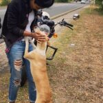 Keerthi Pandian Instagram – Doggo : Hey hey I love you!!! 
Doggo : okay, let’s pose now! 

This fellow came out of nowhere when I stopped for a break in the middle of nowhere. Showered some unconditional love and disappeared ♥️ 
Changing my mood from complete blankness to only love. 

Animals are just EVERYTHING ♥️

#doggo #love