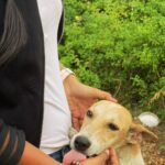Keerthi Pandian Instagram - Doggo : Hey hey I love you!!! Doggo : okay, let’s pose now! This fellow came out of nowhere when I stopped for a break in the middle of nowhere. Showered some unconditional love and disappeared ♥️ Changing my mood from complete blankness to only love. Animals are just EVERYTHING ♥️ #doggo #love