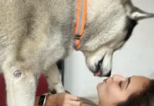 Kriti Kharbanda Instagram - My little baby turns a year younger! 😍😍 @drogohusky you are the best thing that’s happened to me in a long long time! 🫶🏻🫶🏻🫶🏻 . . . #leobaby #drogo #dogsofinstagram #sundayfunday #happyfriendshipday ♥️♥️♥️