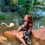 Kritika Sharma Instagram – Langkawi wildlife park ! 
Saw some amazing and never seen animals and birds . 
Outfit @luluandskyofficial 

#travel #wildlife #zoo #langkawi #malaysia #wildlifepark Langkawi Island