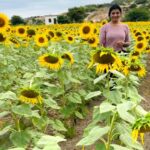 Lahari Shari Instagram - Lost in a sea of sunflowers, and I couldn't be happier! ☀️🌻 Hampi's Seetharama Tanda has officially stolen my heart! #sunflowerlove #hampiheaven #naturelover #happysmile