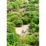 Lahari Shari Instagram - Step into the majestic realm of Daroji Bear Sanctuary, where ancient legends come to life and nature's drama unfolds. Witness the untamed beauty of these magnificent creatures roaming freely, as they rule over their ancestral kingdom. Dare to enter this wild wonderland and feel the thrill of encountering the dramatic inhabitants of Hampi's hidden gem. #WildLifeEncounters #DarojiBearSanctuary #NatureDrama #WildernessEncounters #WildAndFree
