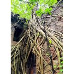 Lahari Shari Instagram - Brave souls, beware. The D'Mello House in Santimol will send shivers down your spine. Are you ready to face the haunting history of Goa's most infamous spot? 👻 The D’Mello House in Santimol is one of the most haunted places in Goa. The house, bears a deserted look and has no buyers because it is believed to be haunted. The story talks of two brothers who once lived in this house. While arguing over the ancestral property, one of them killed the other. Ever since, the house is rumoured to be cursed that no family will ever be able to come to a harmonious division of the estate. According to folklore. Noises like falling of some object, a loud cry, shrieking sounds in night can be heard in the house, The sounds are often linked to the spirit of the dead brother. #Haunted #Dramatic #ExploreGoa #DareToExplore #HauntedAdventures #SpookyGoa #Chills #Goa #DMelloHouse