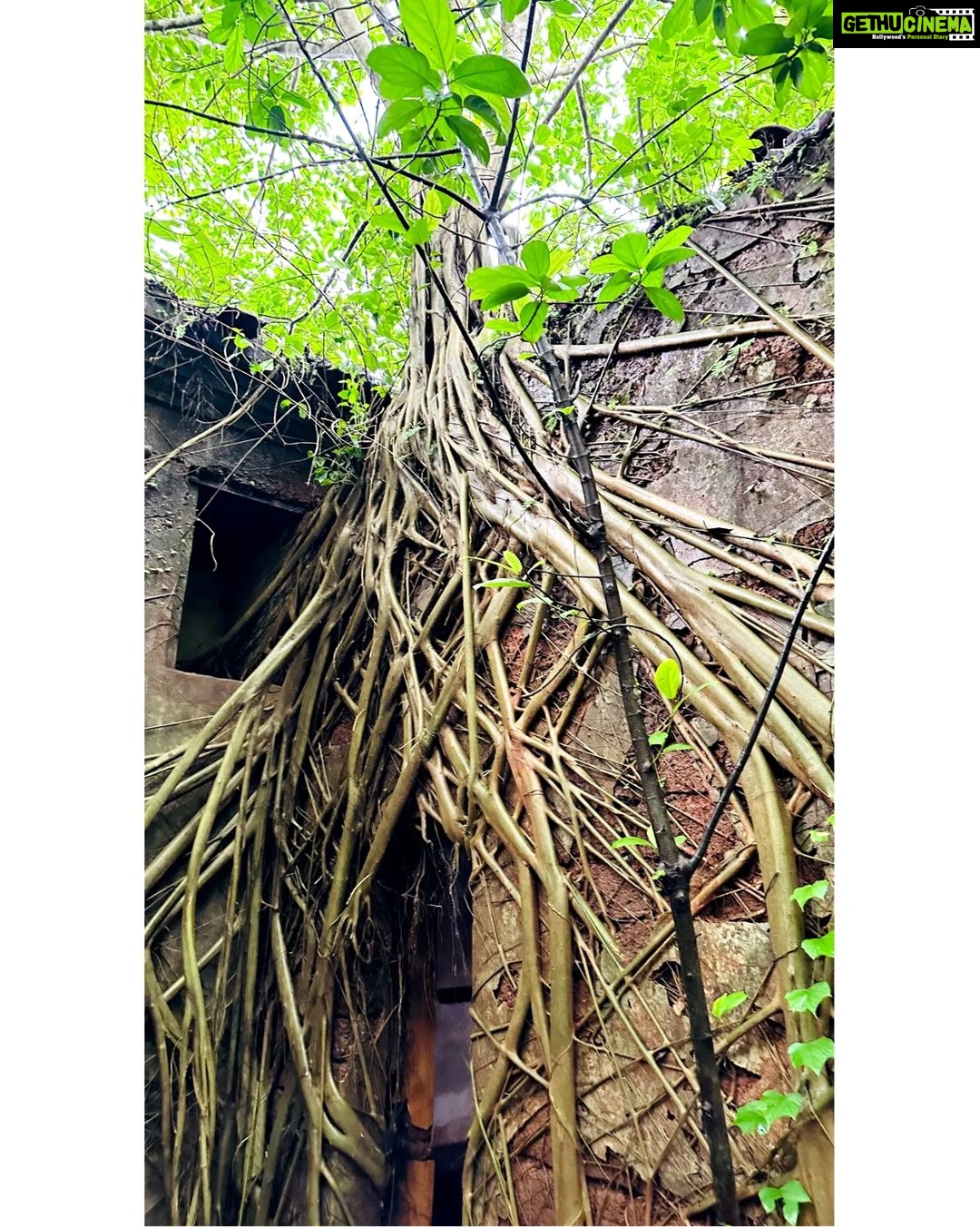 Lahari Shari Instagram - Brave souls, beware. The D'Mello House in Santimol will send shivers down your spine. Are you ready to face the haunting history of Goa's most infamous spot? š» The DāMello House in Santimol is one of the most haunted places in Goa. The house, bears a deserted look and has no buyers because it is believed to be haunted. The story talks of two brothers who once lived in this house. While arguing over the ancestral property, one of them killed the other. Ever since, the house is rumoured to be cursed that no family will ever be able to come to a harmonious division of the estate. According to folklore. Noises like falling of some object, a loud cry, shrieking sounds in night can be heardĀ inĀ theĀ house, The sounds are often linked to the spirit of the dead brother. #Haunted #Dramatic #ExploreGoa #DareToExplore #HauntedAdventures #SpookyGoa #Chills #GoaĀ #DMelloHouse