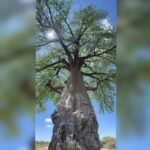 Lakshmi Manchu Instagram - In a world full of filters, nature needs no editing! There is so much peace and beauty around us that I find immense pleasure whenever I bask in the glory of our environment. Standing beneath the shade of this mighty 1,000-year-old African tree, Baobabs, I felt safe and protected. This is the power of our environment and I hope you all allow the magic of Mother Nature to inspire your soul! #WorldEnvironmentDay Baobab Tree