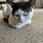Lara Dutta Instagram - Pata nahin kahan mooh kala karke aayaa hai!!! #catsofinstagram
