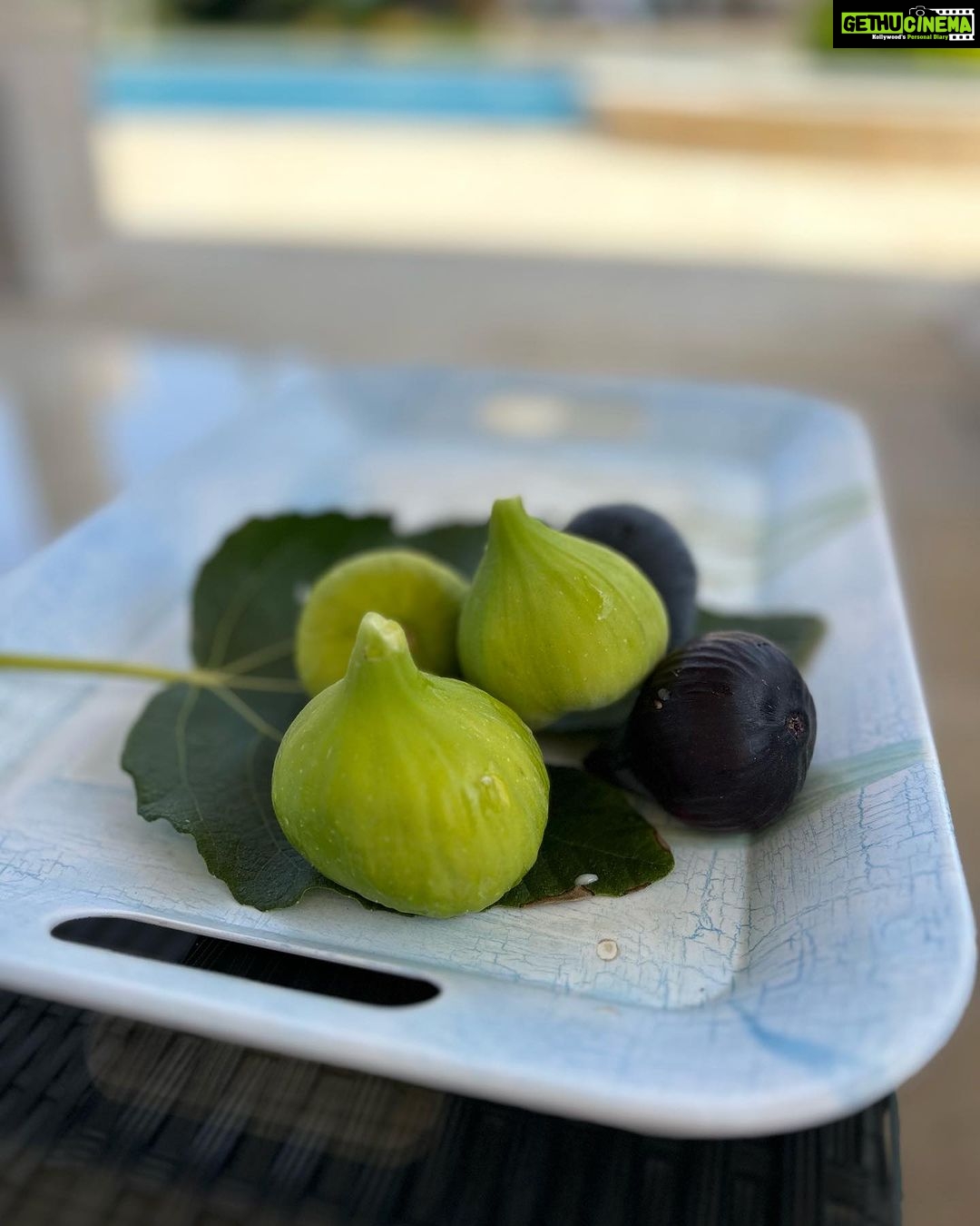 Lisa Ray Instagram - Things we made, harvested, ate. I grew up with a backyard garden that provided a bounty of fruits and vegetables that my mother would boil, pickle and bottle for the winter. I climbed our crab apple trees behind the garden shed and spent long, dreamy afternoons suspended between earth and sky. One of the greatest gifts of our time in Beirut was offering some of the same experiences to my girls. They climbed, they wandered the vast vegetable patch to pick cucumbers and tomatoes and helped their theta (grandmother) bake and dry various leaves, fresh almonds and sour grapes that were ground into a flavouring mix. And they learned the secret language of leaves. I talk trees since I was very small and now Sufi and Soleil have been initiated. You learn- you learn as you age- that our connection with the land and simple ancestral rituals often sooth and heal in ways where language - and formal therapy- fails.