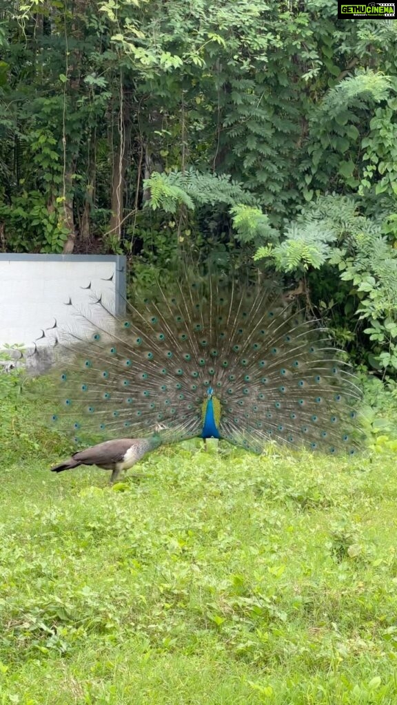 Malavika Krishnadas Instagram - The peahen seems choosy🤣🤣 Tag that Peahen from your gang who is choosy 😉🦚 . ✨ . #peacock #peacockpose#instagood #instagram #instadaily #funnyvideos #love #loveislove