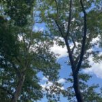Manasi Parekh Instagram – Celebrating #worldenvironmentday today at #centralpark.. how can we ever take this earth, skies and water for granted? Ever grateful for the wonderful planet we live on and hoping we can safeguard it for the future 🌳♥️ 
#nofilter #naturalbeauty Central Park NY City