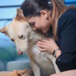 Manjari Fadnnis Instagram - That’s Charlie 🐕❤️ our building stray who waits near the lift & whenever anyone gets in, he walks in all excited with them & finds his way to my door on my floor, knocks with his paw 🐾 & walks in home eats a good meal & sleeps all day & once he’s well rested, he knocks on the door again to be dropped down. Oh y’a & he also gets occasional baths from me or a few other people here, when he gets dirty. But Charlie wasn’t always a stray. ….I 1st time found him in our residential complex chilling inside a baby pool in the clubhouse (while it was shut during the lockdown). He loves water… He used to just randomly jump into the fish pond in the club, just for kicks to play with the fish… 😅 We soon realised he was an abandoned baby, amongst the many dogs who got abandoned by families during Corona times… I don’t know how can anyone have the heart to do that. Disgusts me… He used to wait near the lift & cry as if waiting for his family to just take him home. It broke our hearts… The other strays in the society used to try bullying him, but he held his ground, just stood there fearlessly & let them bark it out. Till they all got used to his presence. He slowly made a place for himself & steadily with his sweet gentle personality, won the hearts of everyone in our colony & we named him Charlie. 😊 We tried getting him adopted but no one took him in since he was already a grown up dog & not a breed (Though he looks like a cross between a Husky & a Golden Retriever with hazel eyes. He’s gorgeous) Anyway, He’s now used to treating this beautiful complex as his home… while a few of us here give him all the love & care he needs. & now instead of 1 home he has found homes in 6/7 different houses here including mine, where he’s welcome, (Btw he’s very sweet with cats too) He visits us, sleeps all day & leaves when he feels like. (Our building society was sweet enough to make an exception for him otherwise they are very strict with rules for strays) I guess he gets the best of both worlds now.. Home when home & Freedom when he wants to be wild! #adoptdontshop #bestofbothworlds #straydogs #mixbreed #dontabandonyouranimals
